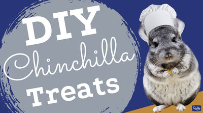 DIY Chinchilla Treats