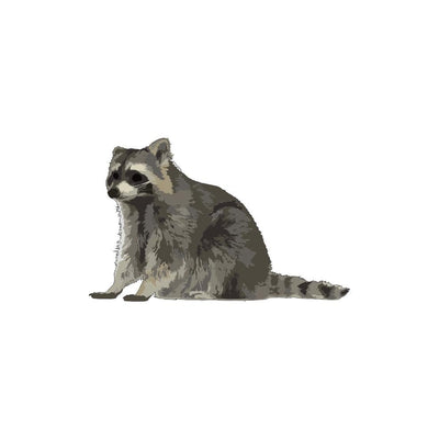 Raccoon